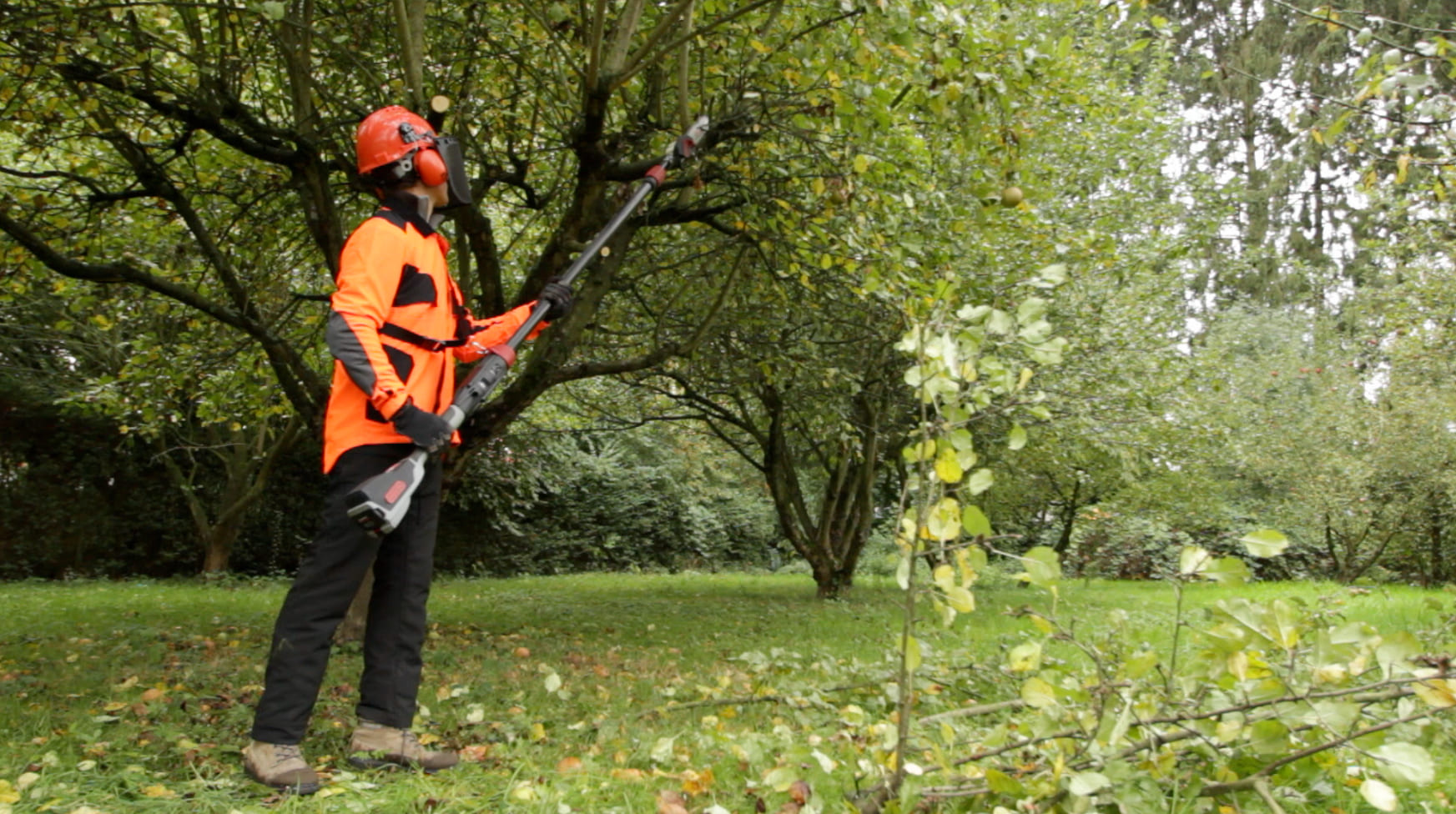 Ebranchage d'un arbre