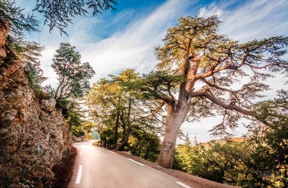 route avec arbres à élaguer