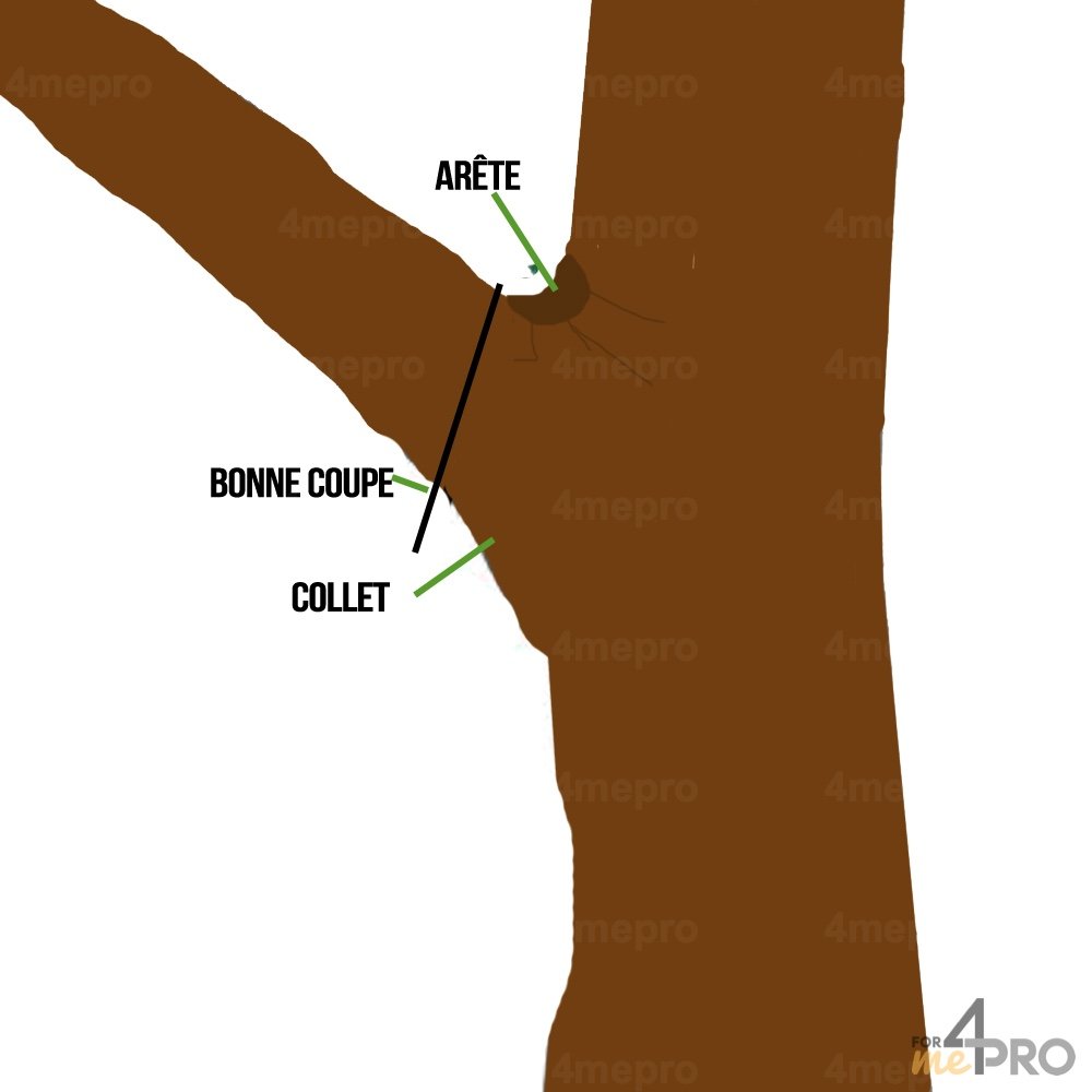 Coupe d'une branche près d'un tronc