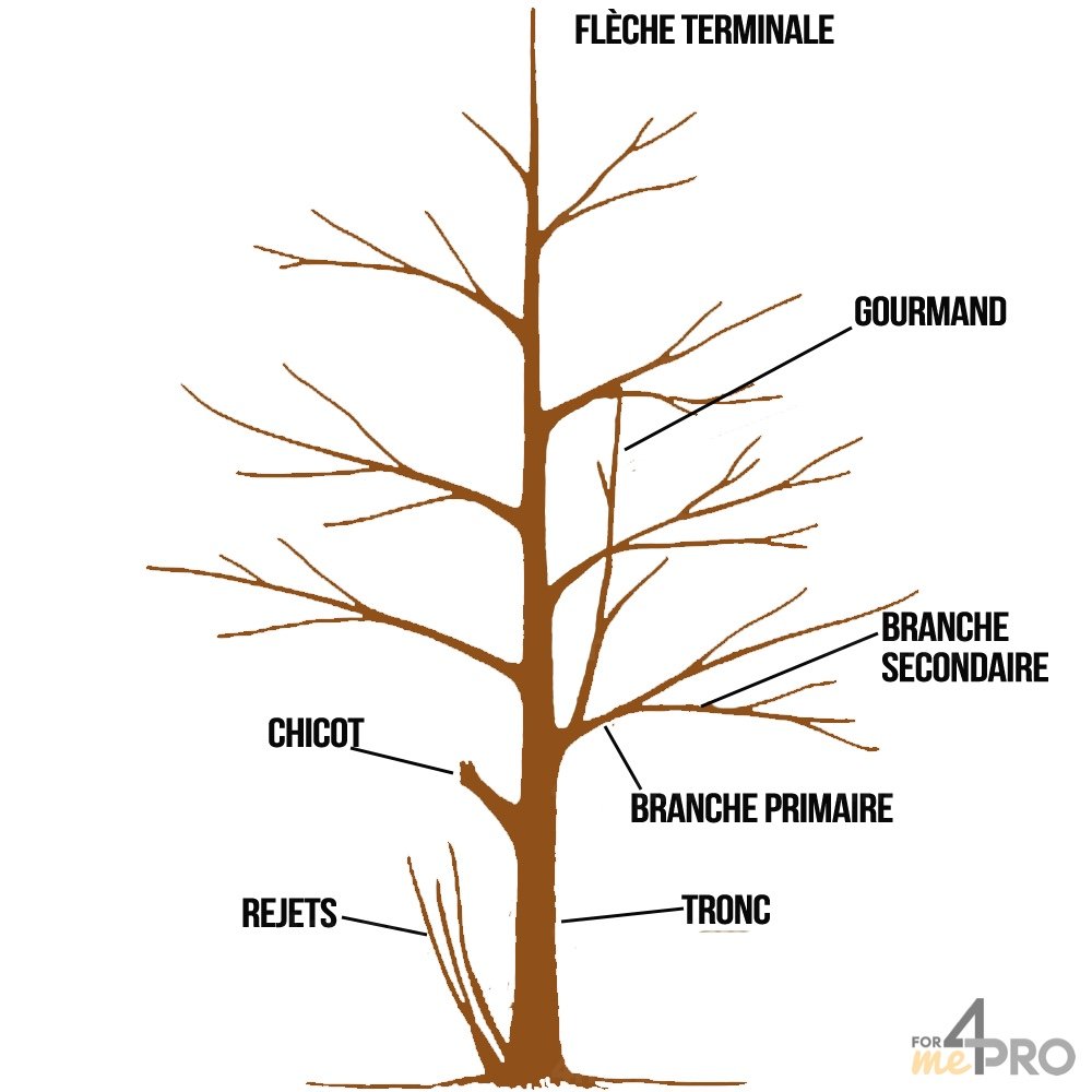 schéma de la structure d'un arbre