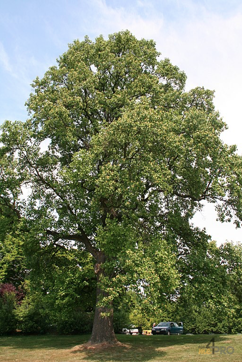 Etêtage d'un arbre