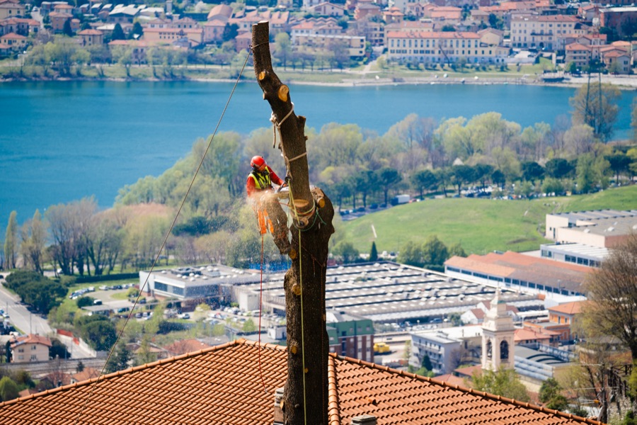 Élagueur en cime d'arbre, équipé de gants et de harnais de protection