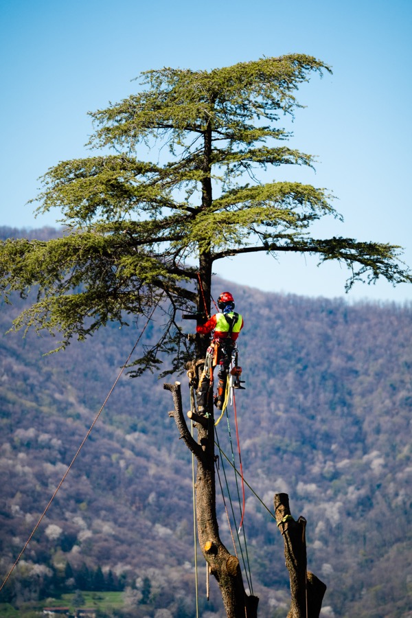 Élagueur en progression dans un arbre, harnais et casque de protection