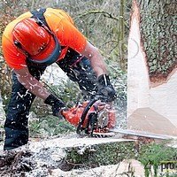 Abattage d'arbres : Outillage, équipement et EPI