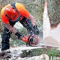 abattage d'un arbre avec une tronçonneuse