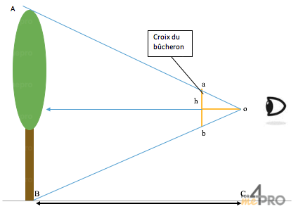 Schéma de la croix de bûcheron pour estimer la hauteur d'un arbre