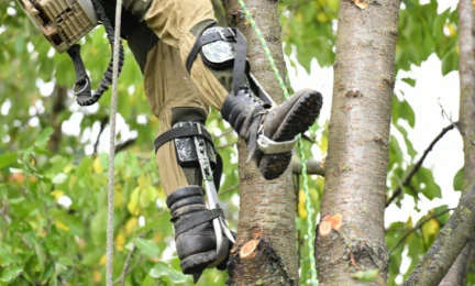 Raynal élagage abattage - Petite commande de matériel chez @vegeloc56 pour  nos grimpeurs afin de faciliter les ascensions dans les arbres 🌳🌳🌳 !