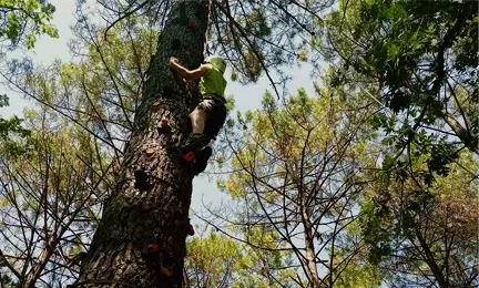 Quel matériel pour élaguer un arbre ? - Lambin